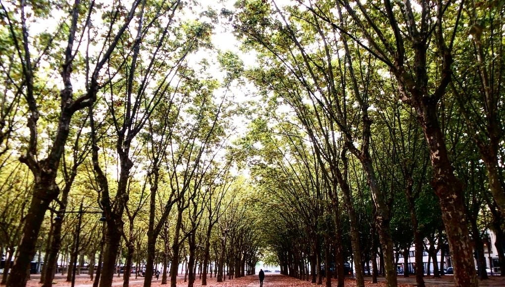 İnciraltı kent ormanı İzmir