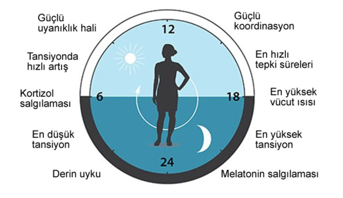 The biological clock of the human body