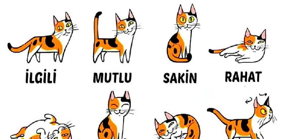 Kedilerin hareketlerinin anlamları